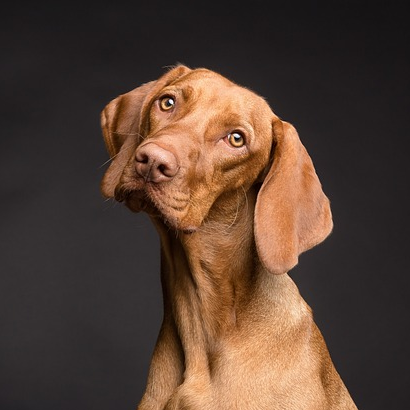 chien2